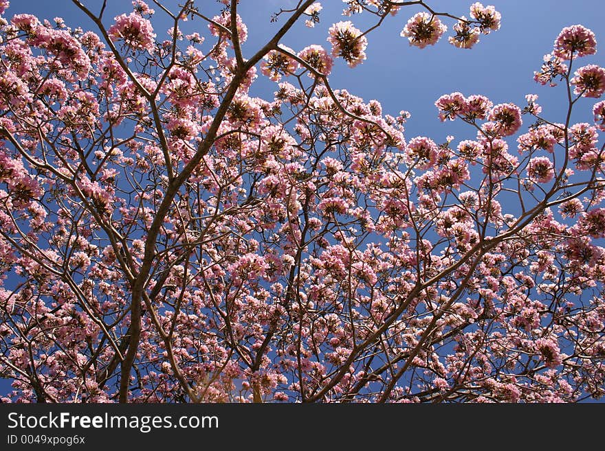 Pink tree