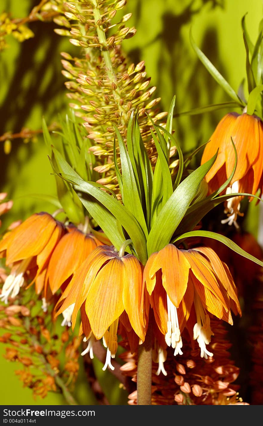 Orange flowers background. Orange flowers background