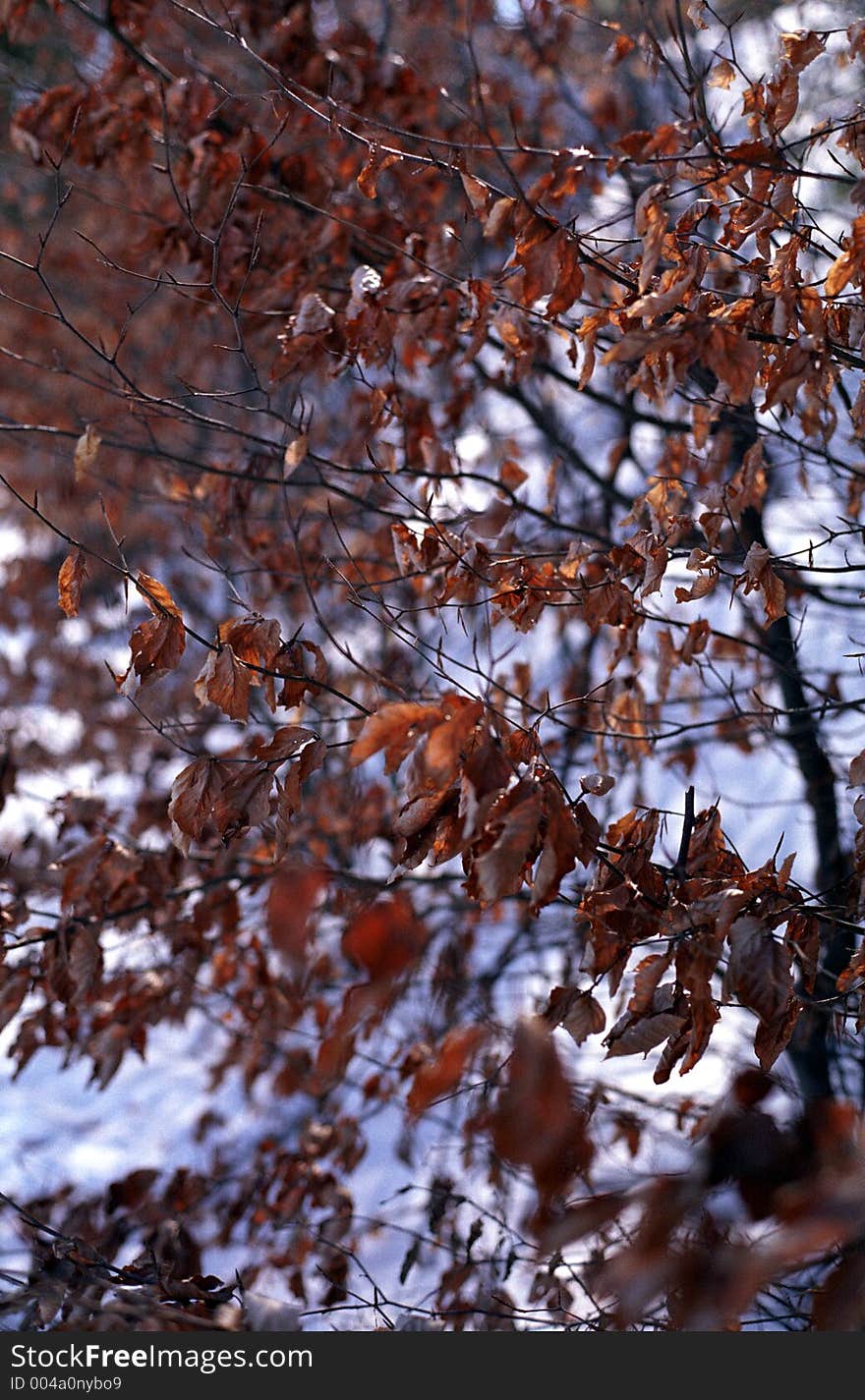 Winter leaves