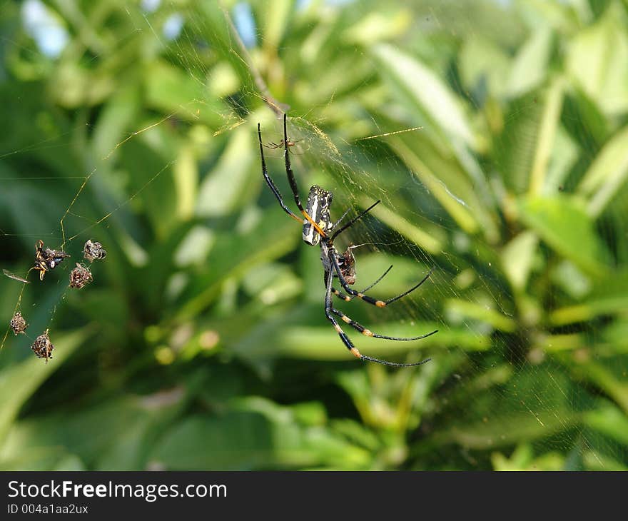 Overview of a feeding scene of a female spider,on the web can be viewed the rest of the meal. Overview of a feeding scene of a female spider,on the web can be viewed the rest of the meal