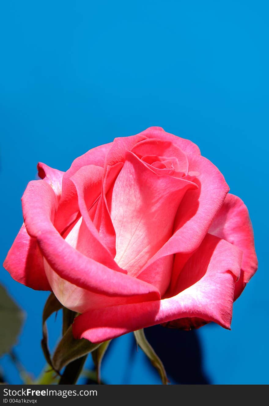 Beautiful pink rose on blue background. Beautiful pink rose on blue background