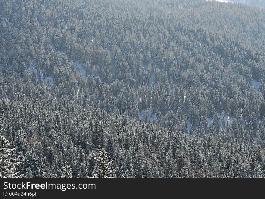 Snow Covered Trees