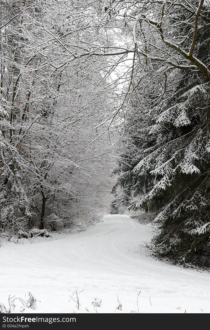 Road through a snow covered forest. Road through a snow covered forest