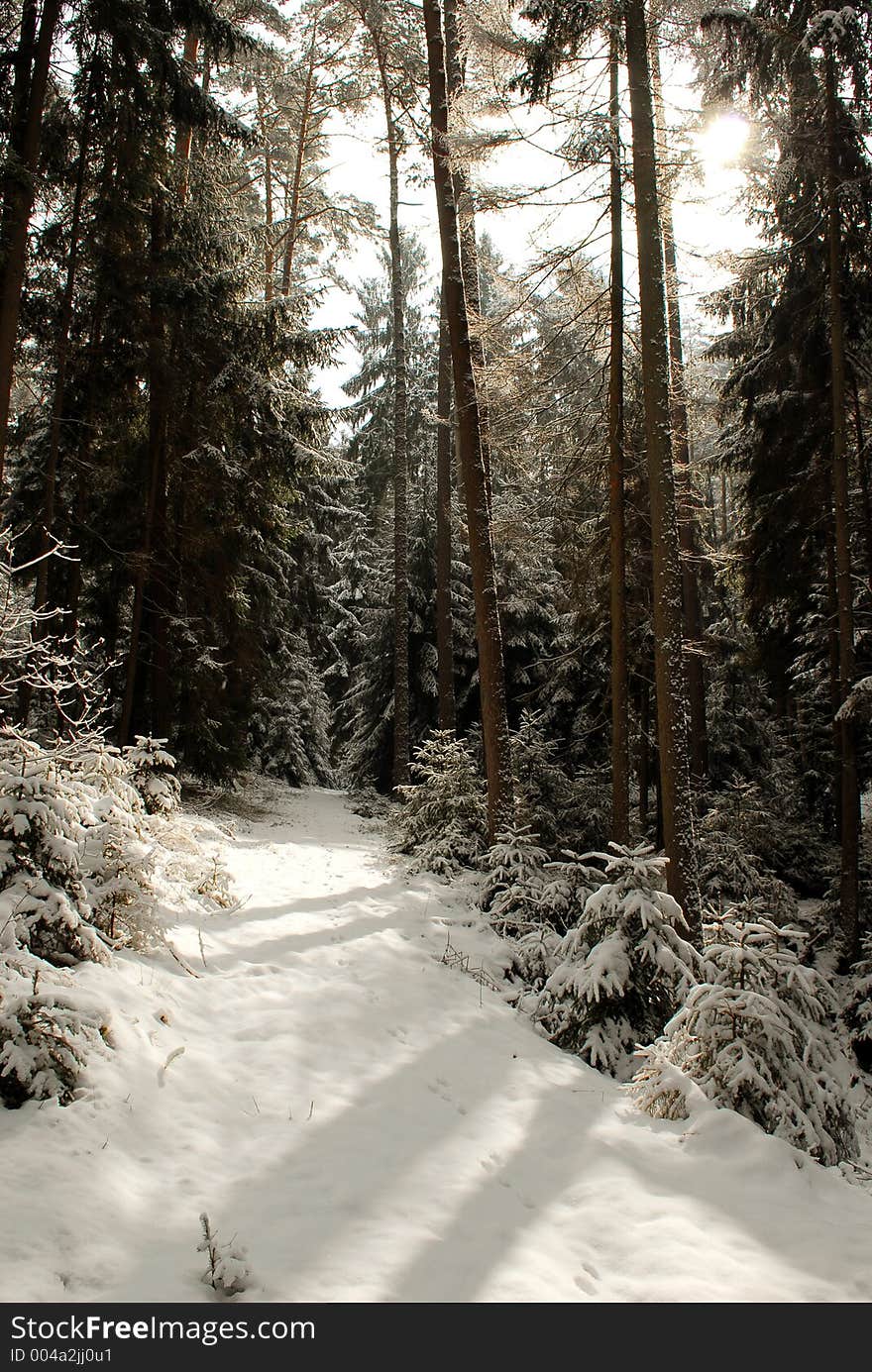 Road through a snow covered forest. Road through a snow covered forest