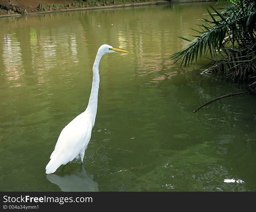 Heron looking fish 2