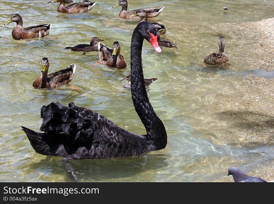 Black Swan