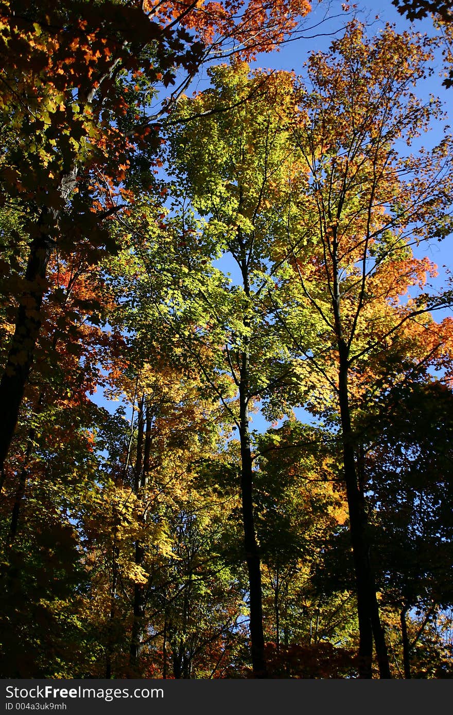 Bright leaves, blue sky. Bright leaves, blue sky