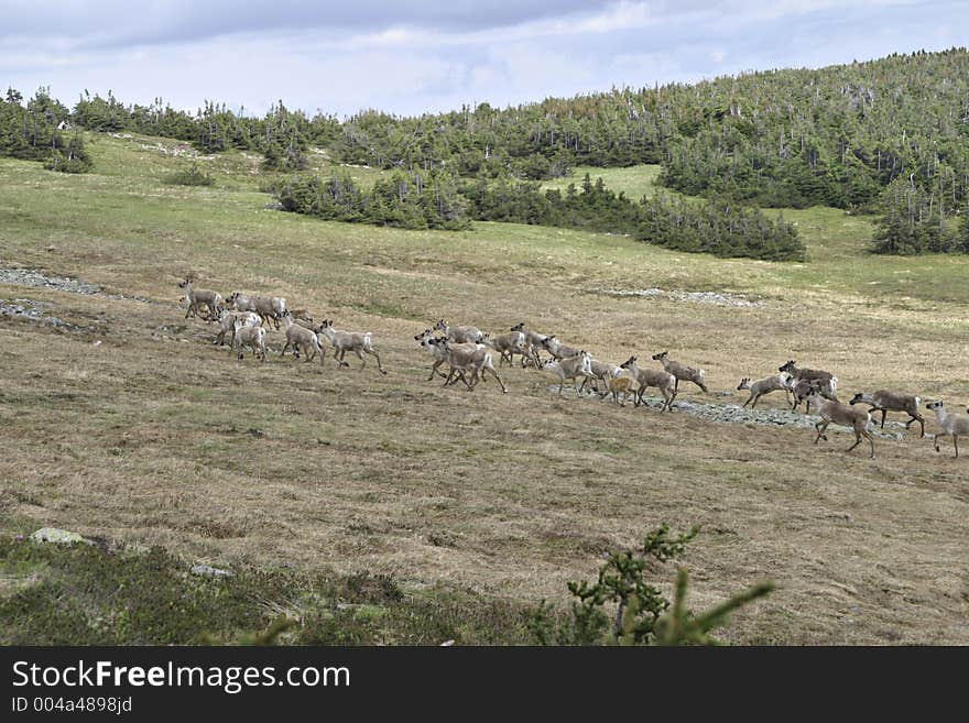 Reindeer in the mountains