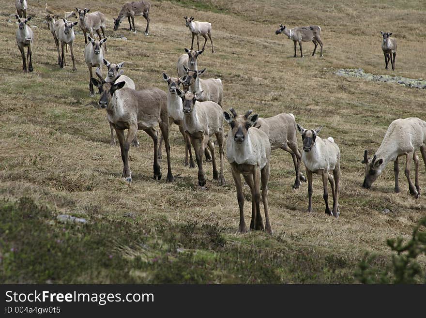 Reindeer in the mountains