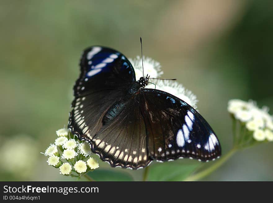 Bolina (hypolimnas bolina) on white flower