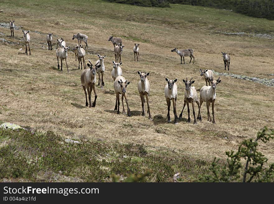 Reindeer in the mountains