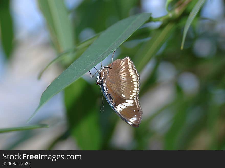 bolina (hypolimnas bolina) on leaf