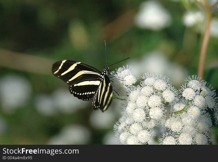 Heliconius On White Flowers