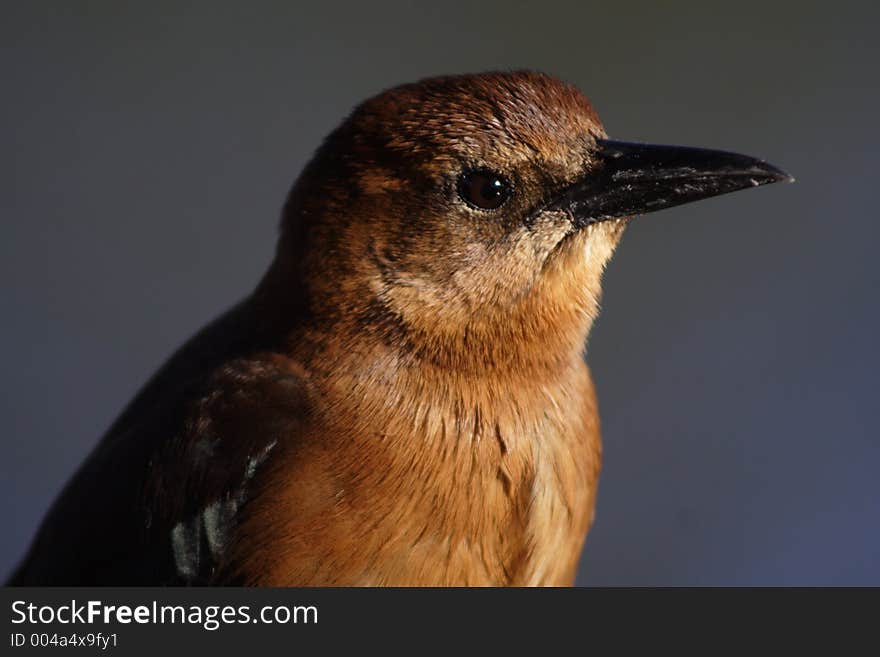 Female, grackle, Florida