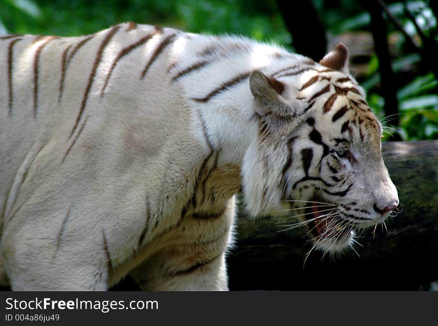 A White Tiger. A White Tiger