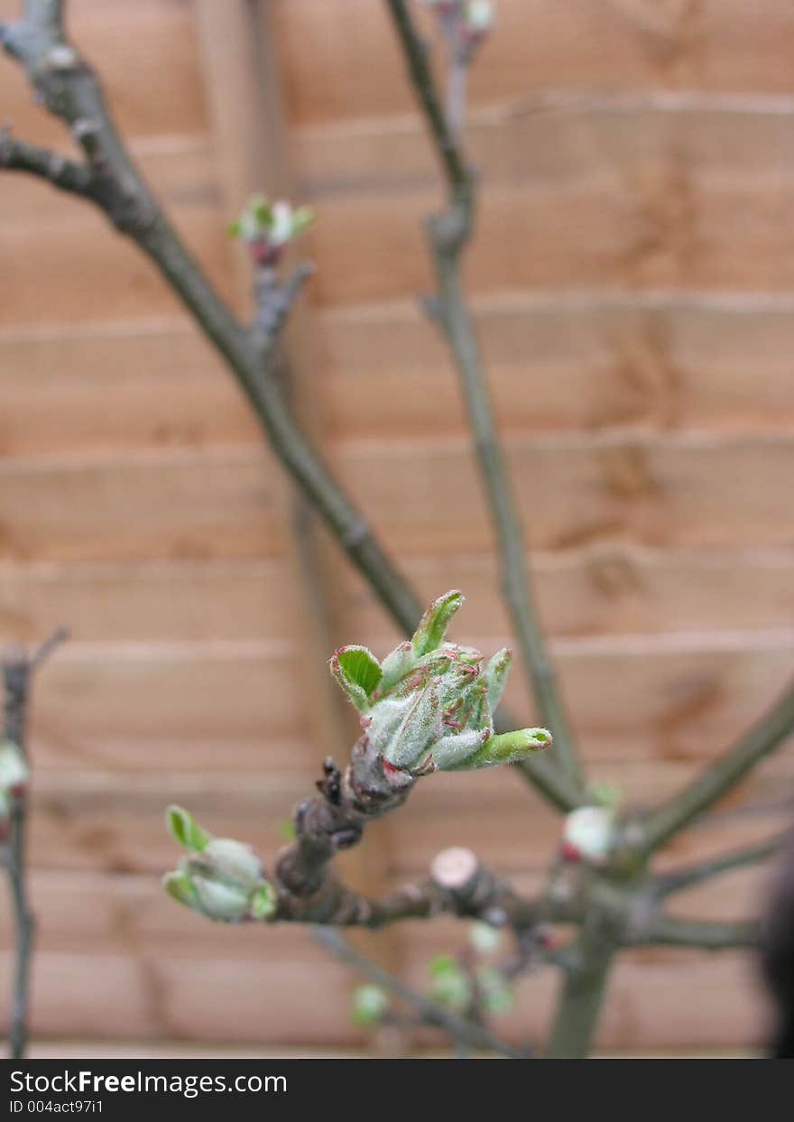 Tree bud