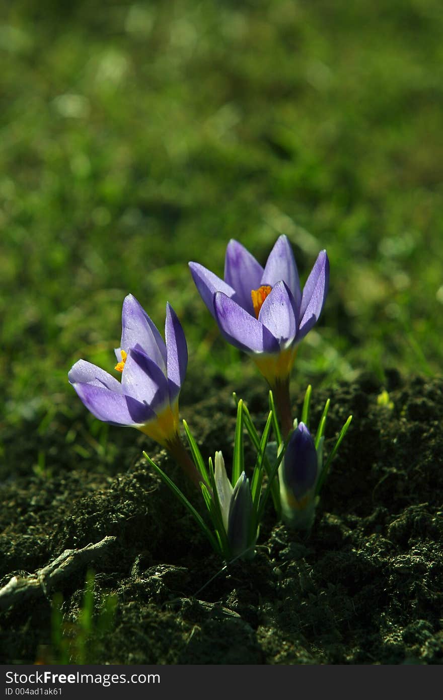 Snowdrops - 1