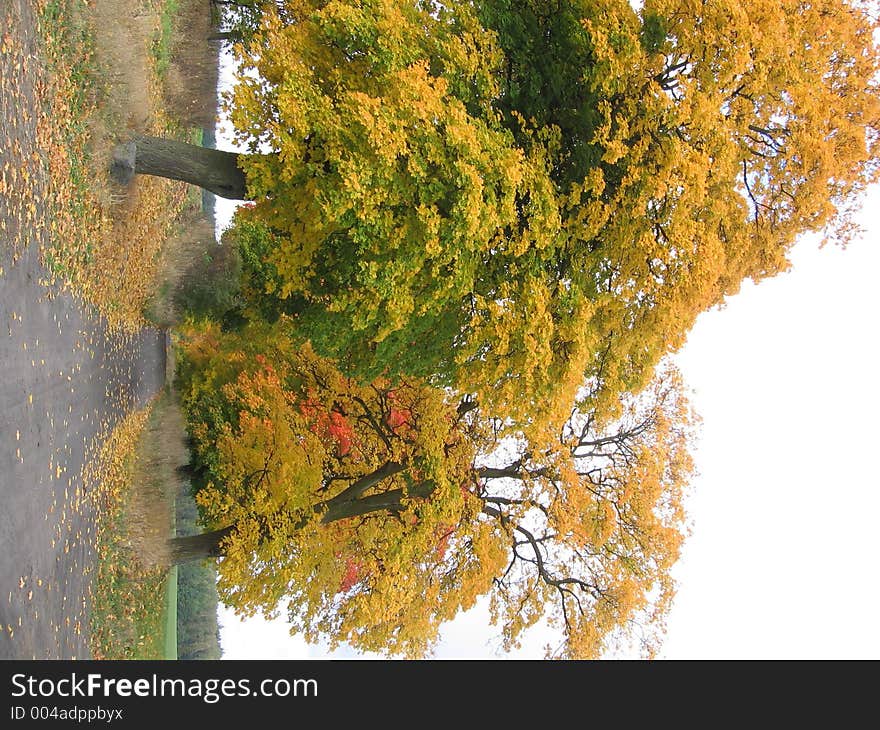 Countryside, raoad with fallen leaves. Countryside, raoad with fallen leaves