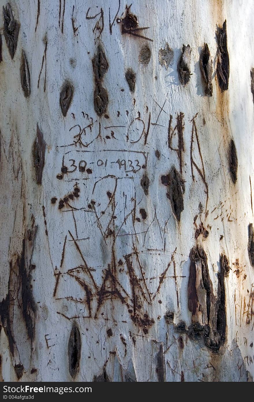 Old, bare tree trunk with names and dates etched in it. Old, bare tree trunk with names and dates etched in it