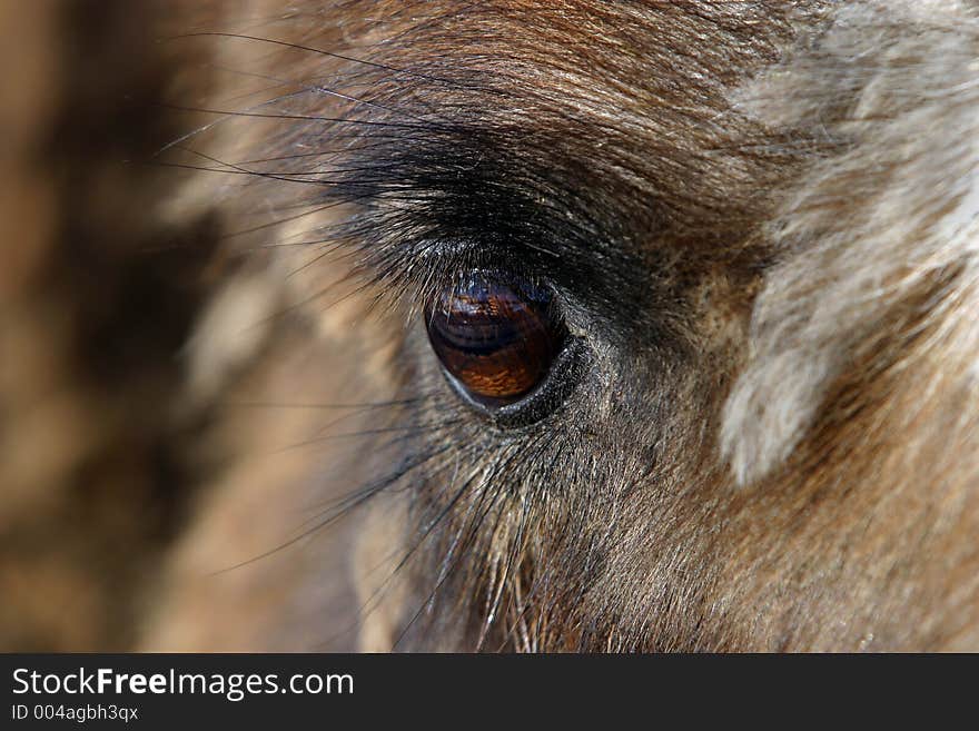 Eye of a camel close-up. Eye of a camel close-up