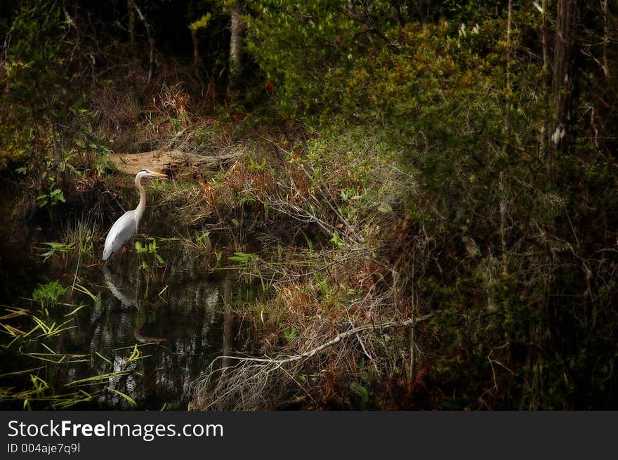 Great Blue Heron in thick foliage