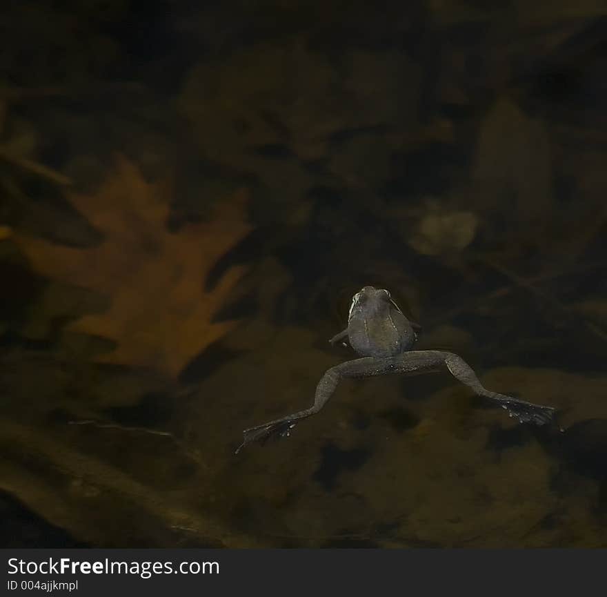 Spring Peeper