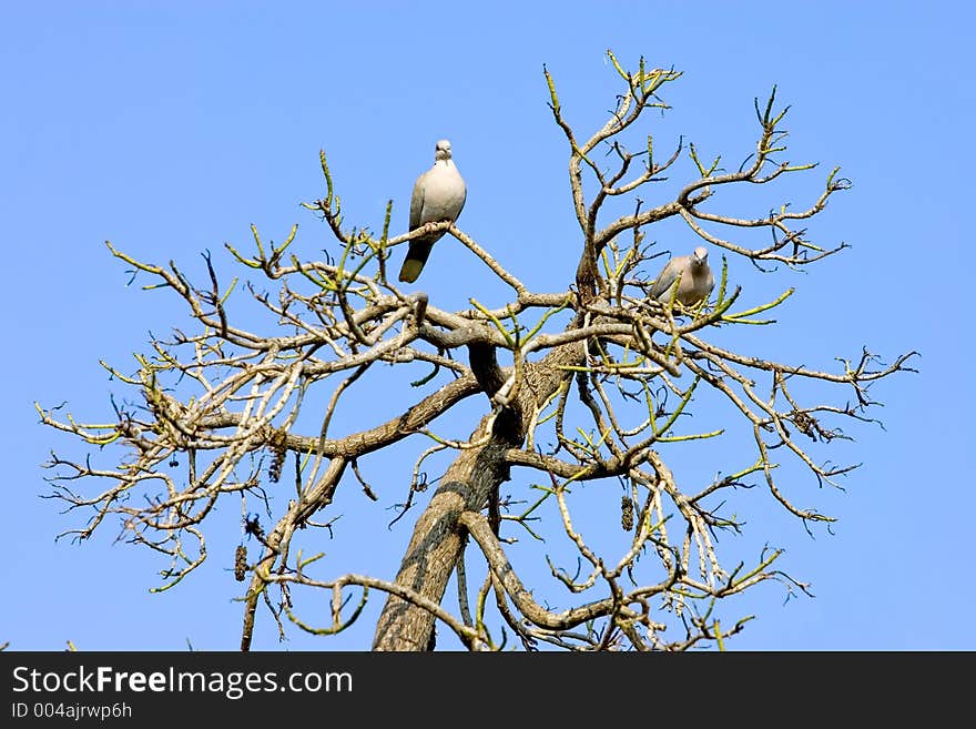 Two wood pidgeons sitting in a sunny bare tree with bright blue sky behind. Two wood pidgeons sitting in a sunny bare tree with bright blue sky behind