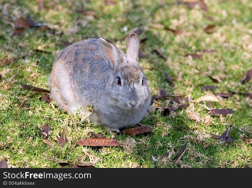 Very fluffy, furry, cute and grey bunny rabbit in a grassy field. Very fluffy, furry, cute and grey bunny rabbit in a grassy field