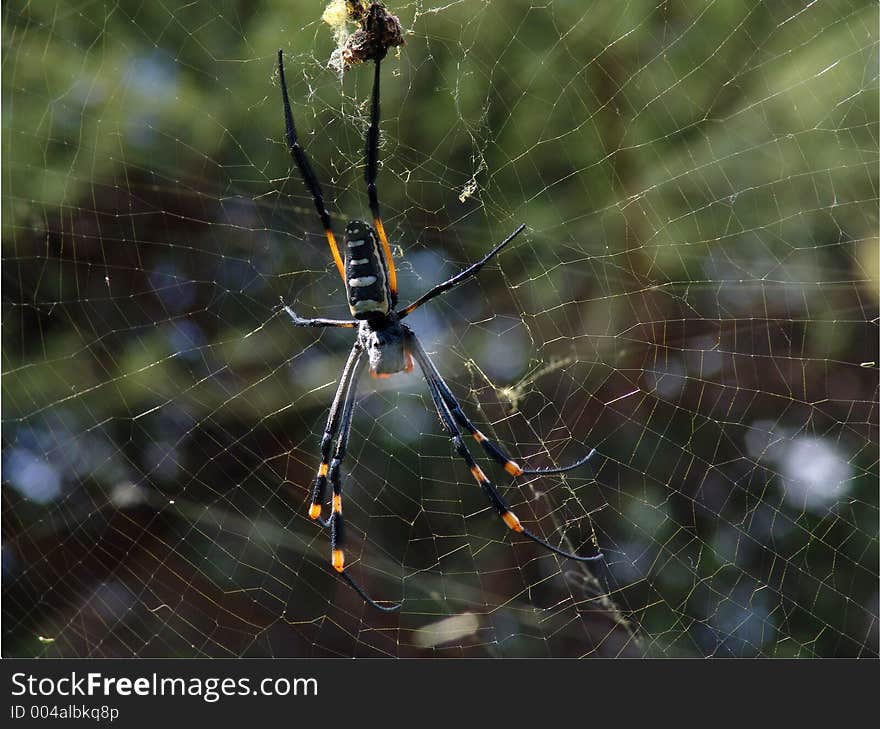 Spider on the web,web, green blured background,