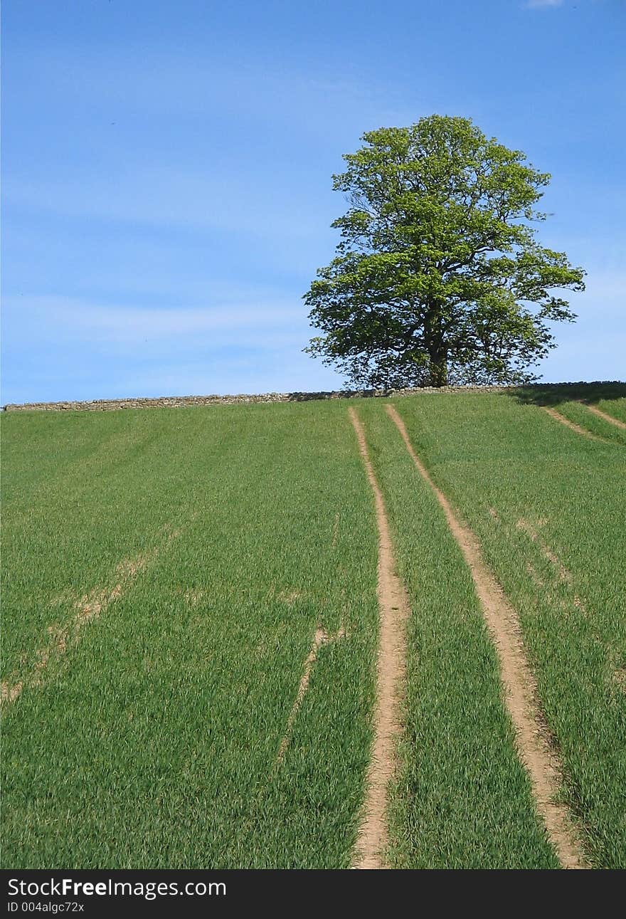 Tracks leading to tree.