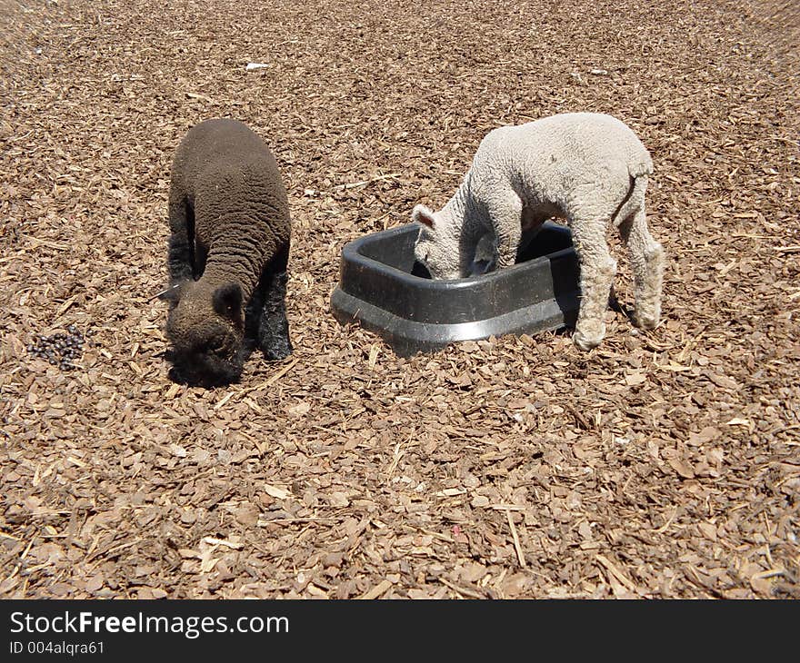 Black and white baby goats