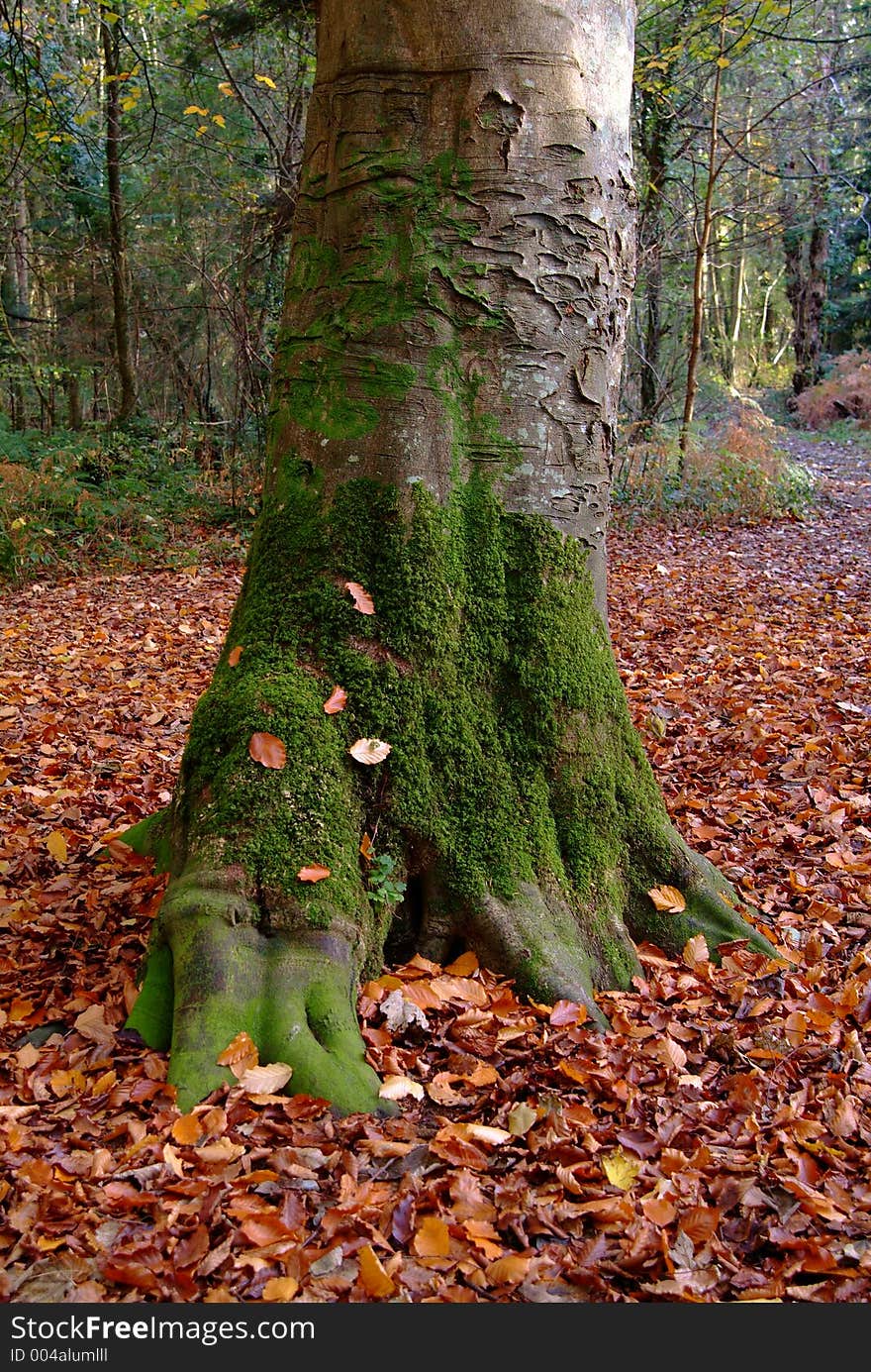 A carpet of copper coloured leaves litter the forest floor. A carpet of copper coloured leaves litter the forest floor.