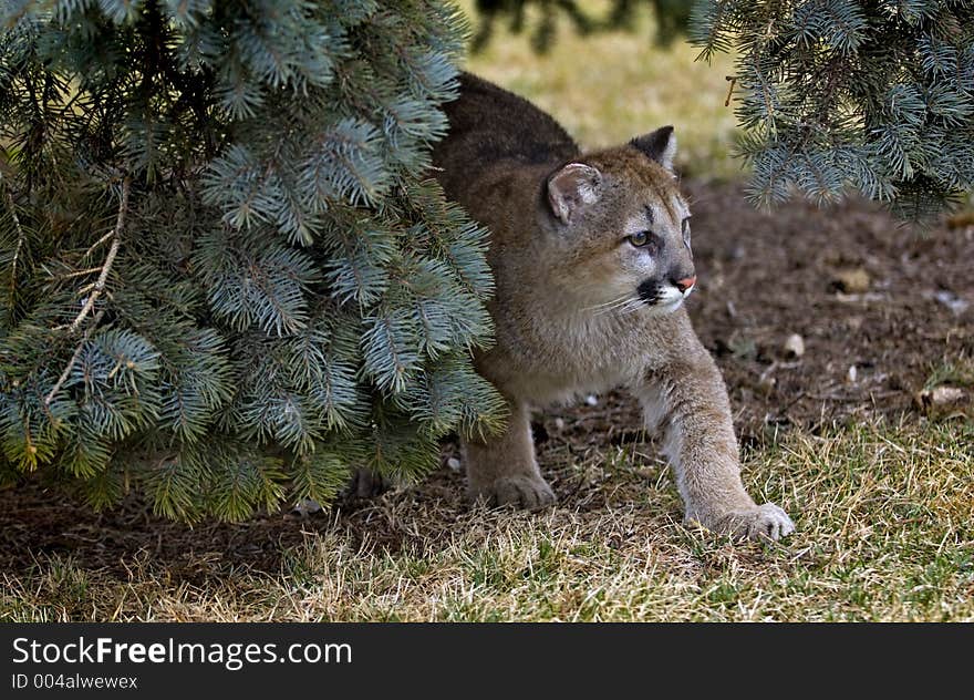 Young Mountain lion (Felis Concolor) creeps out from under a tree. Young Mountain lion (Felis Concolor) creeps out from under a tree