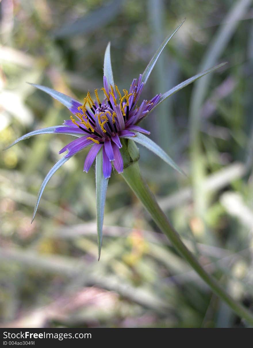 Flower in the family of Compositae. Flower in the family of Compositae