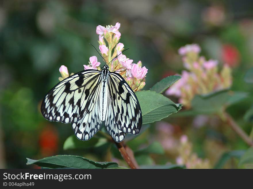 Large Mormon (papilio Memnon) On Pink Flowers