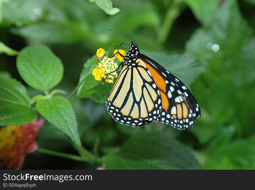 Monarch on yellow flower 3