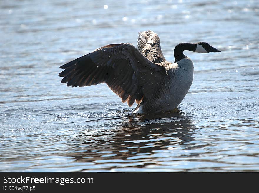 Goose On Water 2