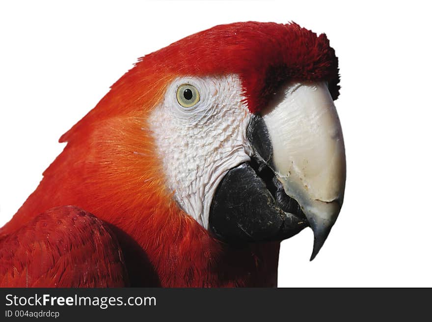 Macaw Detail