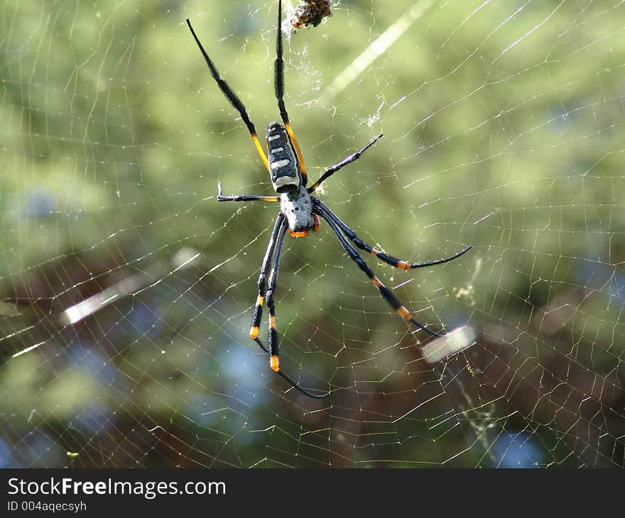 Spider on the web,guess is his web-site. Spider on the web,guess is his web-site