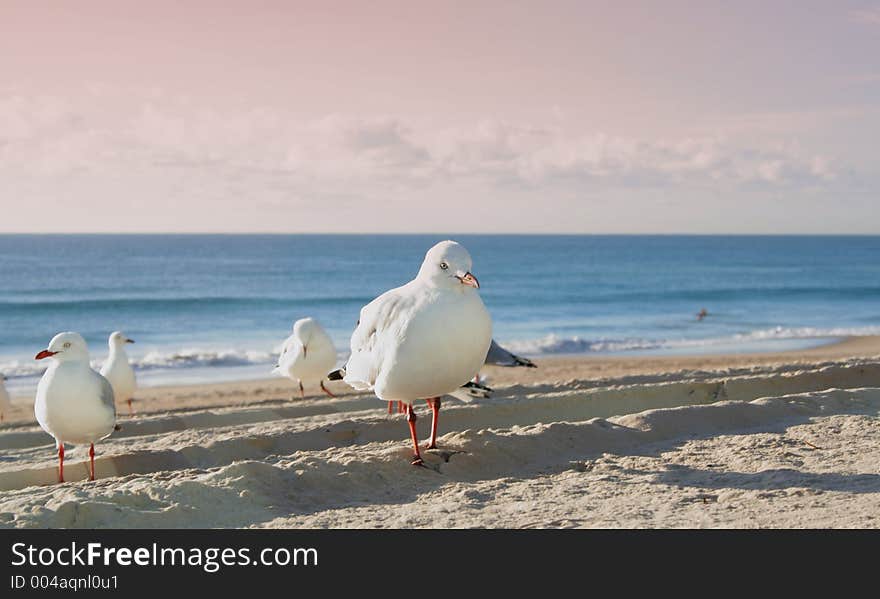 Seagull on the beach at sunrise. Seagull on the beach at sunrise