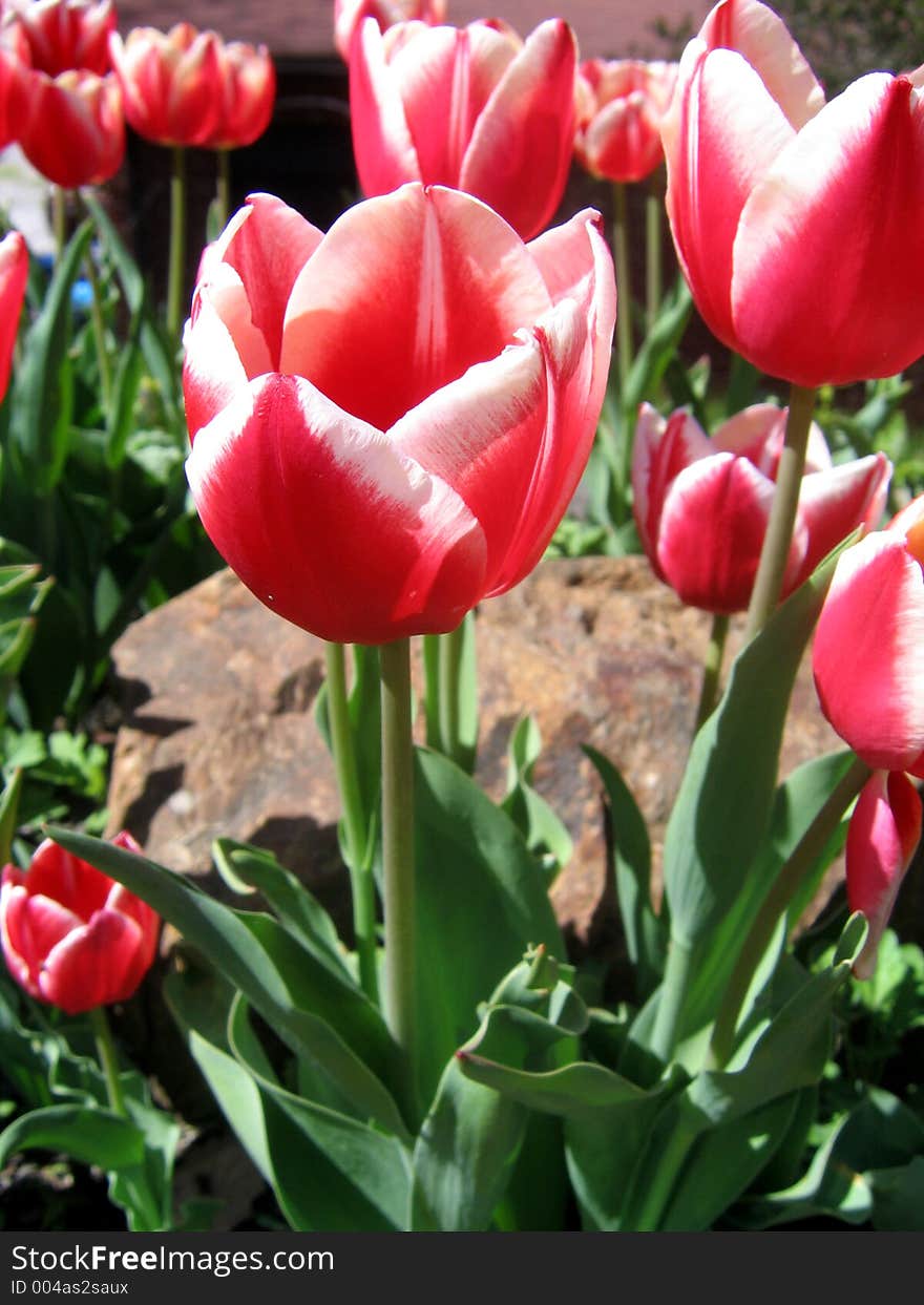 Tulips