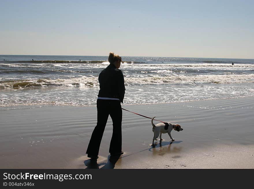 Beagle Dog