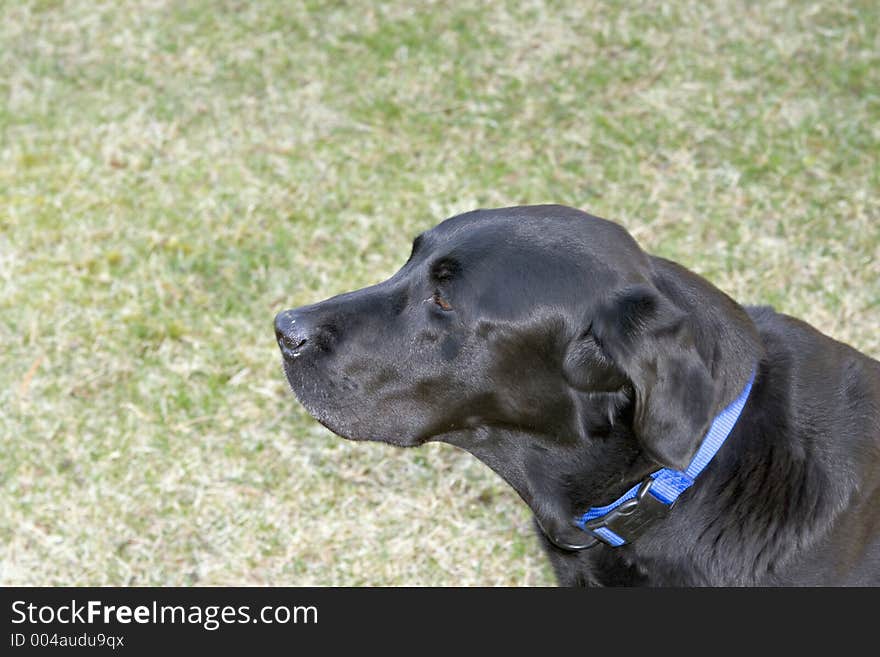 Black Labrador Retriever