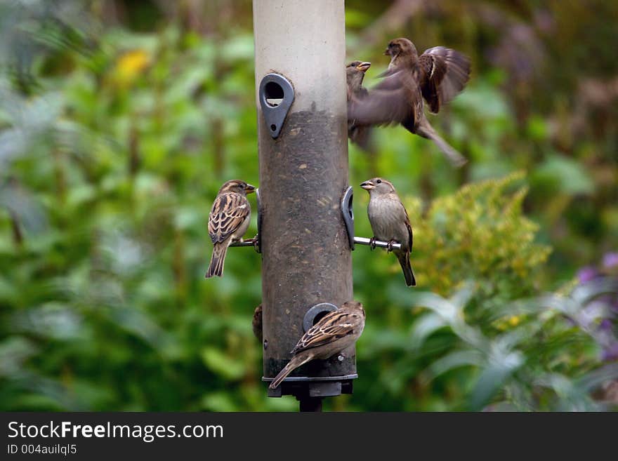 Small birds caught in the act of competition for feeding perches. Small birds caught in the act of competition for feeding perches