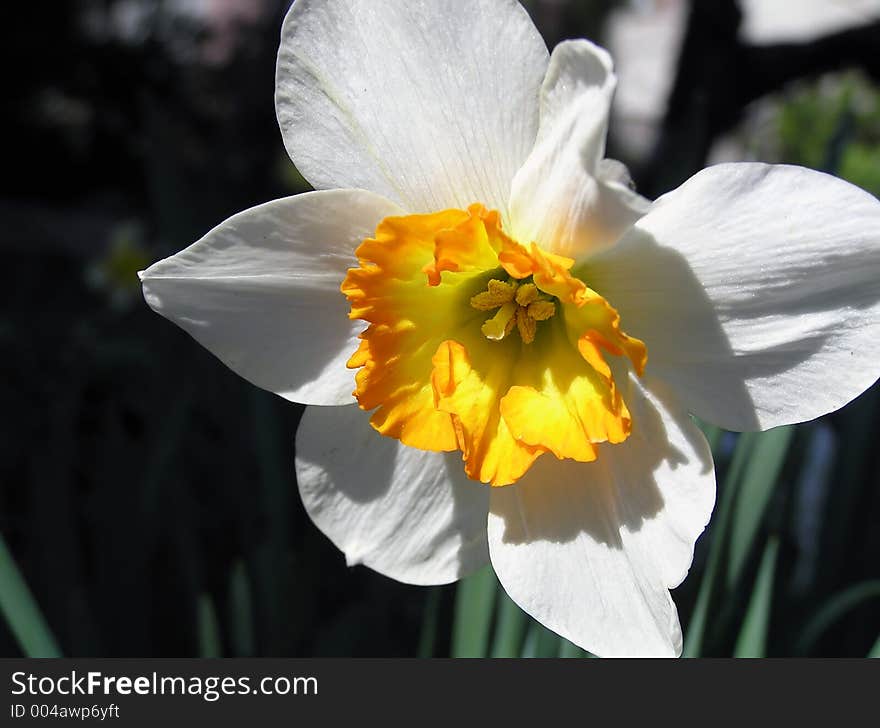 Daffodil 1