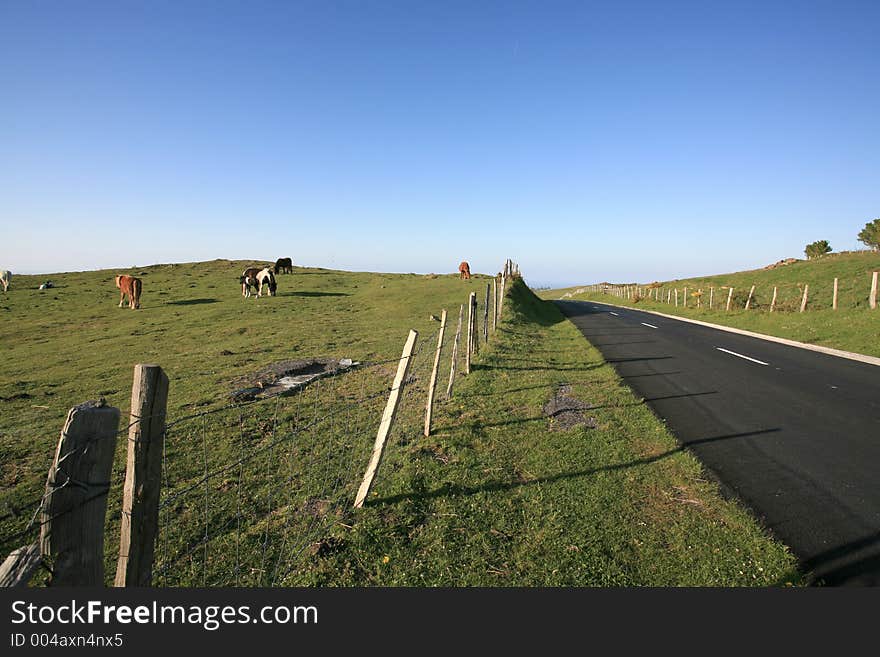 Road and horses