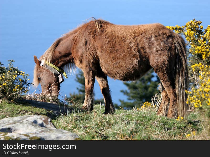 Donkey eating grass.