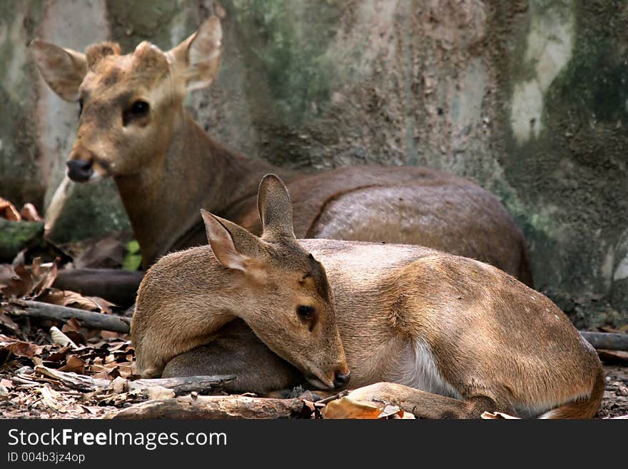 Pair of deer