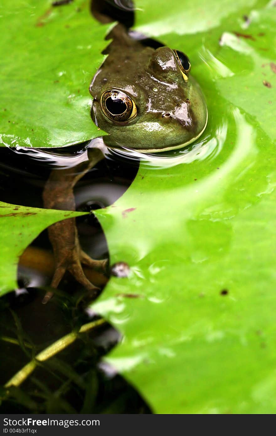 Frog popping it head out between some lily leaves from underwater. Frog popping it head out between some lily leaves from underwater.