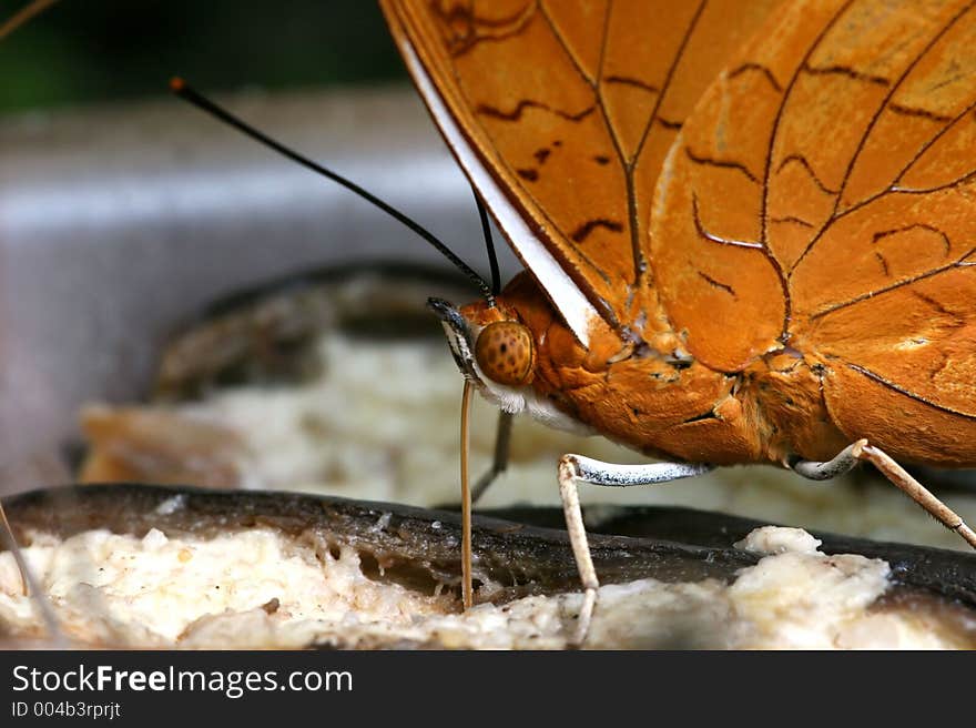 Close up of orange butterfly feeding on rotting fruit. Close up of orange butterfly feeding on rotting fruit